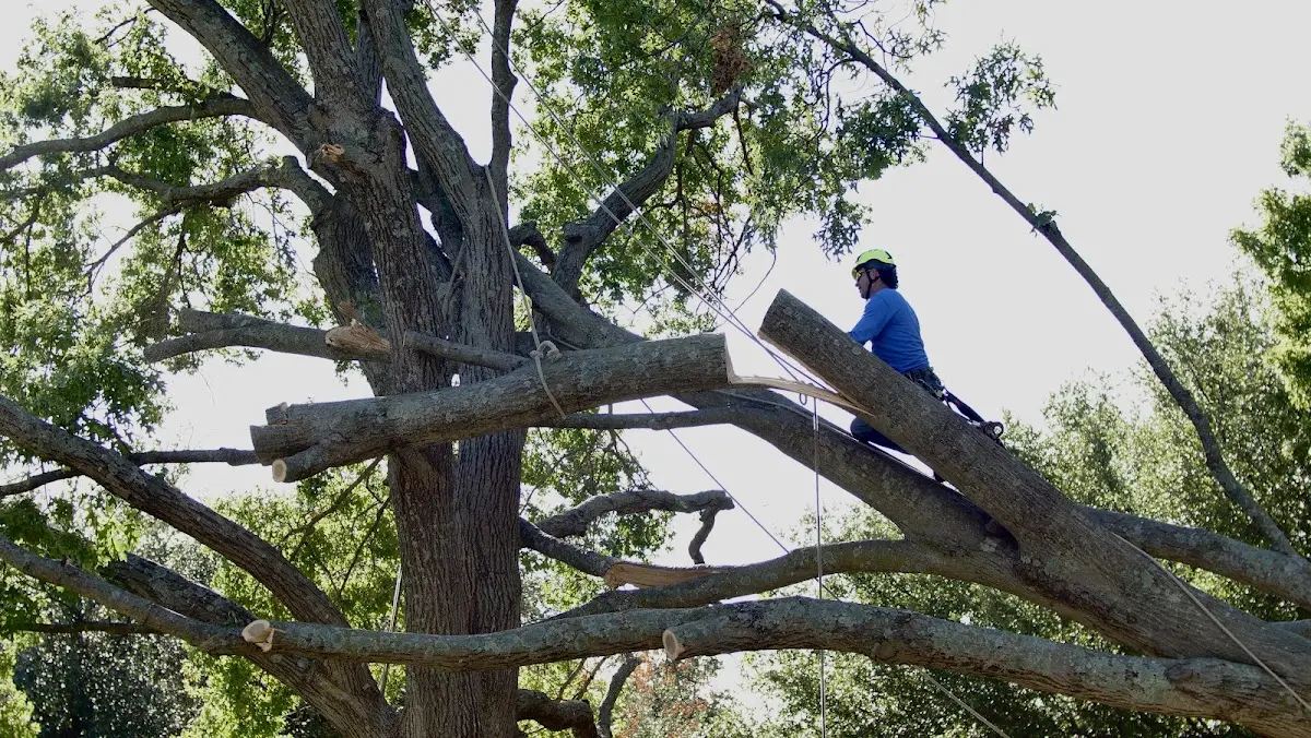 Professional Hazardous Tree Removal performed by certified arborists in Jayess